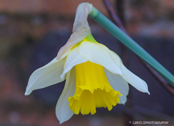 AN EARLY DAFFODIL BLOOM